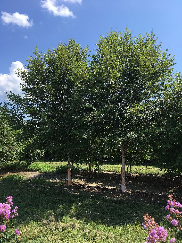betula-nigra-bnmtf-riverbirch-dura-heat