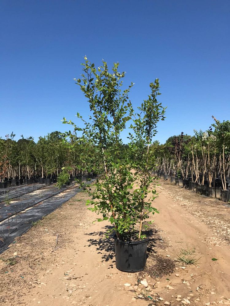 betula-nigra-bnmtf-riverbirch-dura-heat