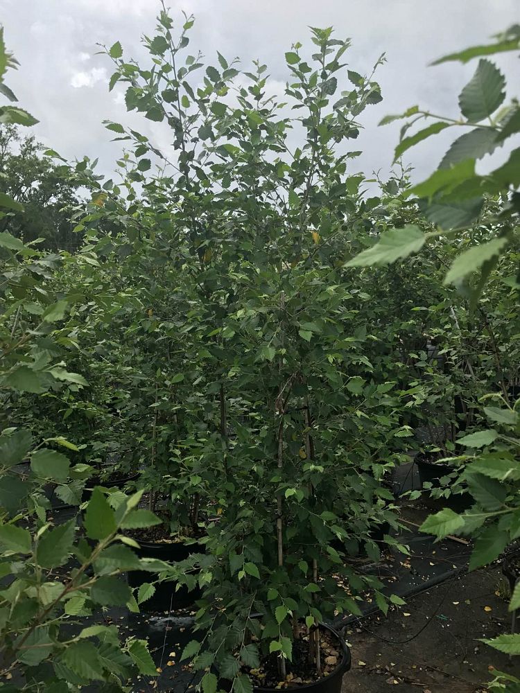 betula-nigra-bnmtf-riverbirch-dura-heat