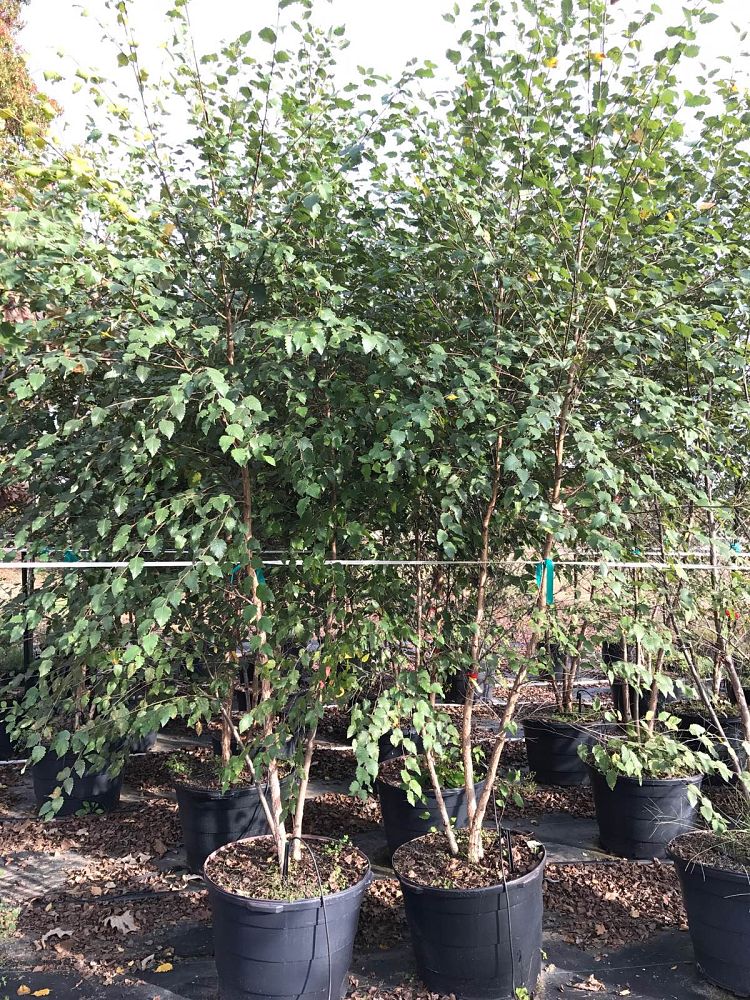 betula-nigra-bnmtf-riverbirch-dura-heat