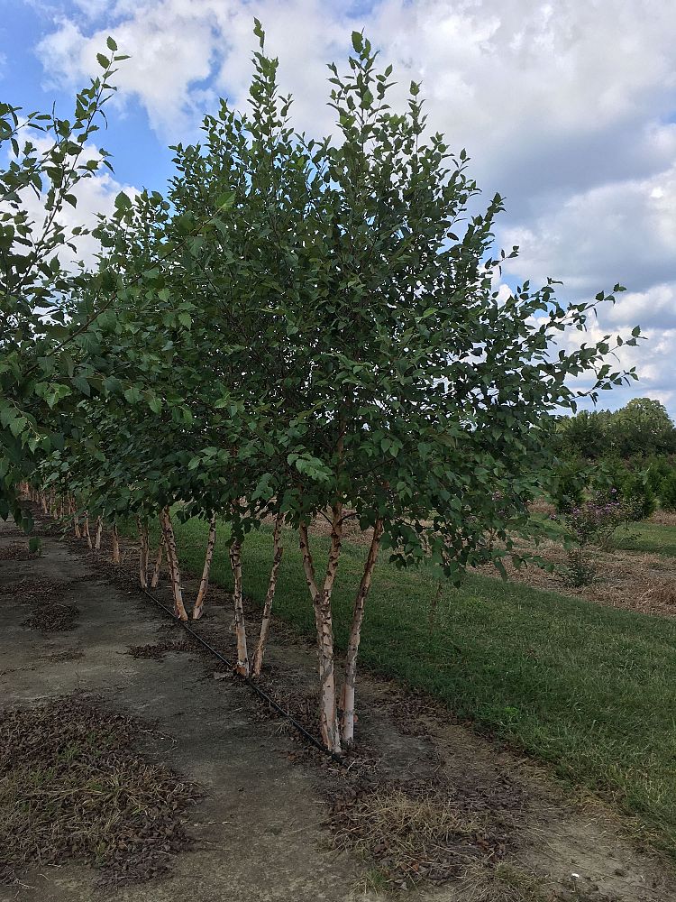 betula-nigra-bnmtf-riverbirch-dura-heat