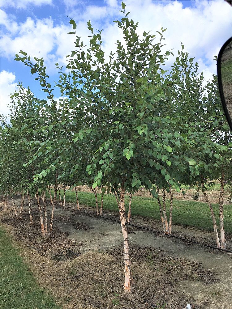 betula-nigra-bnmtf-riverbirch-dura-heat