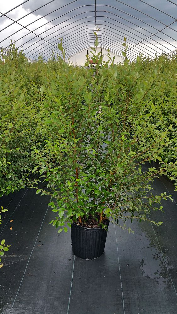 betula-nigra-bnmtf-riverbirch-dura-heat