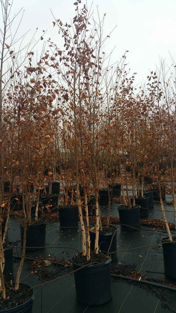 betula-nigra-bnmtf-riverbirch-dura-heat