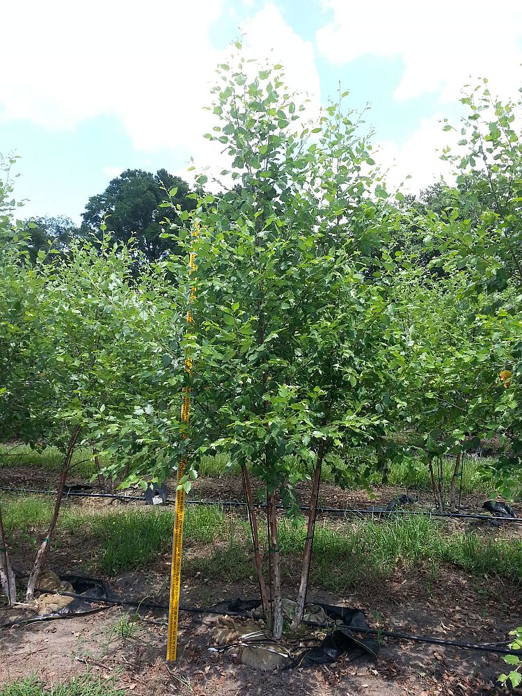 betula-nigra-bnmtf-riverbirch-dura-heat