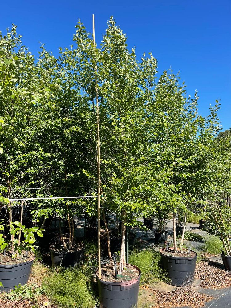 betula-nigra-bnmtf-riverbirch-dura-heat