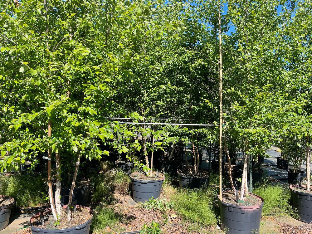 betula-nigra-bnmtf-riverbirch-dura-heat