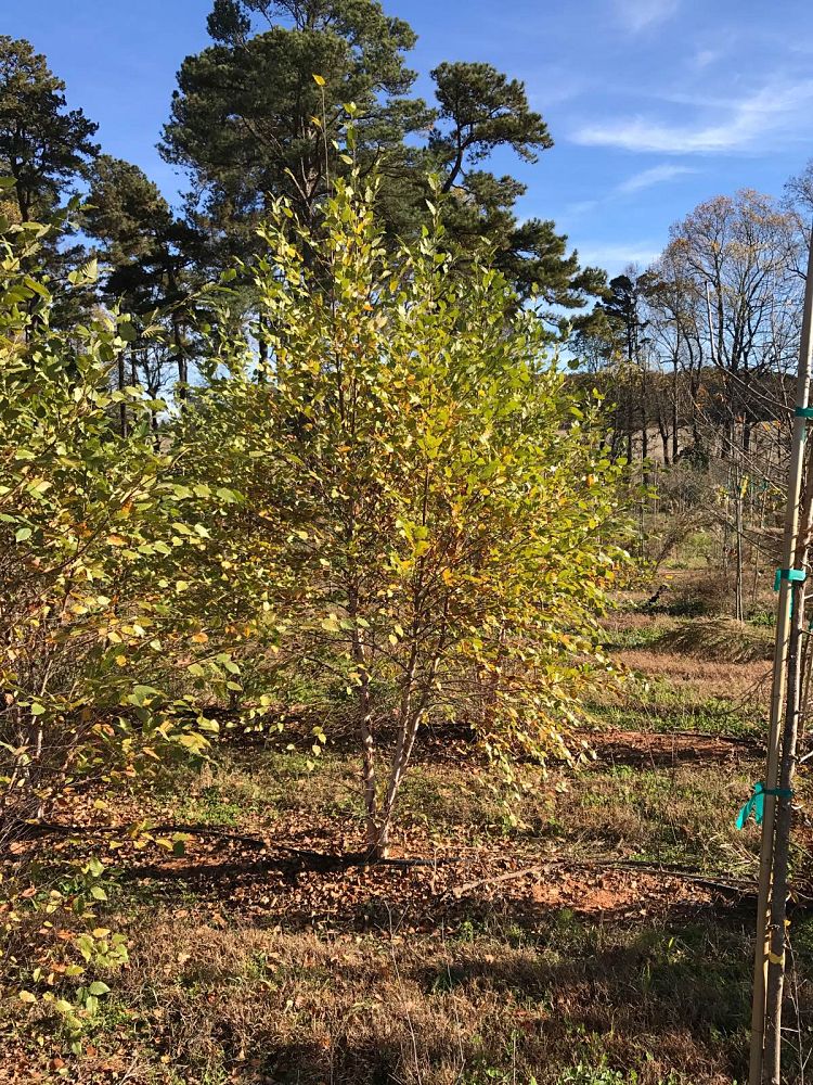 betula-nigra-bnmtf-riverbirch-dura-heat