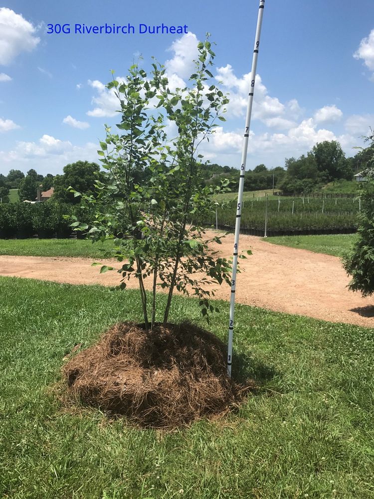 betula-nigra-bnmtf-riverbirch-dura-heat