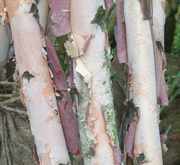 betula-nigra-bnmtf-riverbirch-dura-heat