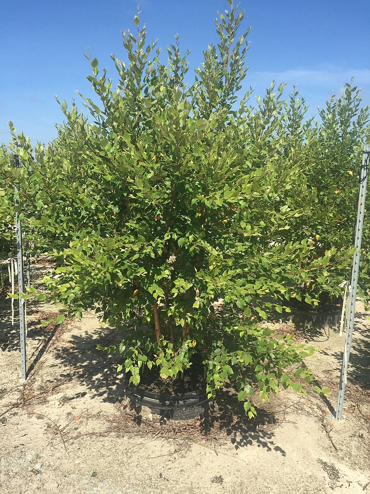 betula-nigra-bnmtf-riverbirch-dura-heat