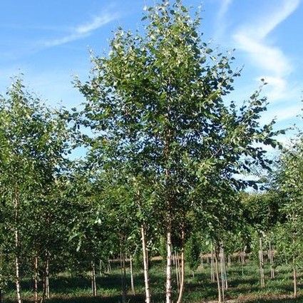 betula-nigra-bnmtf-riverbirch-dura-heat