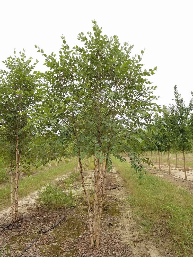 betula-nigra-bnmtf-riverbirch-dura-heat