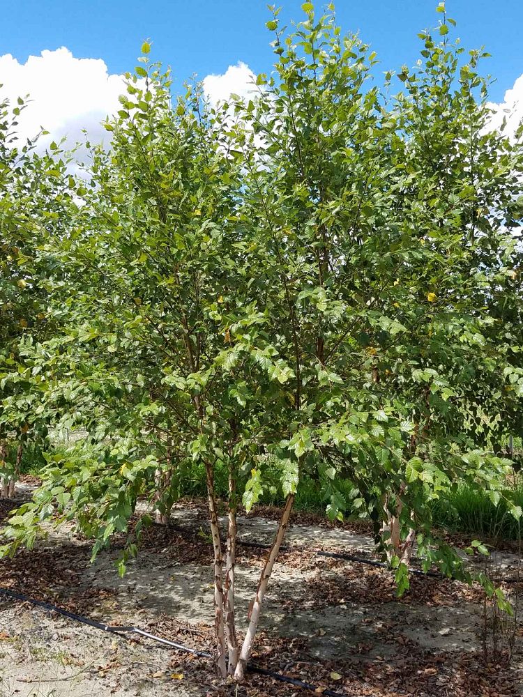 betula-nigra-bnmtf-riverbirch-dura-heat