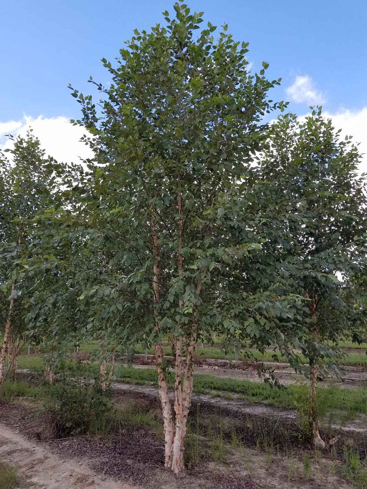 betula-nigra-bnmtf-riverbirch-dura-heat