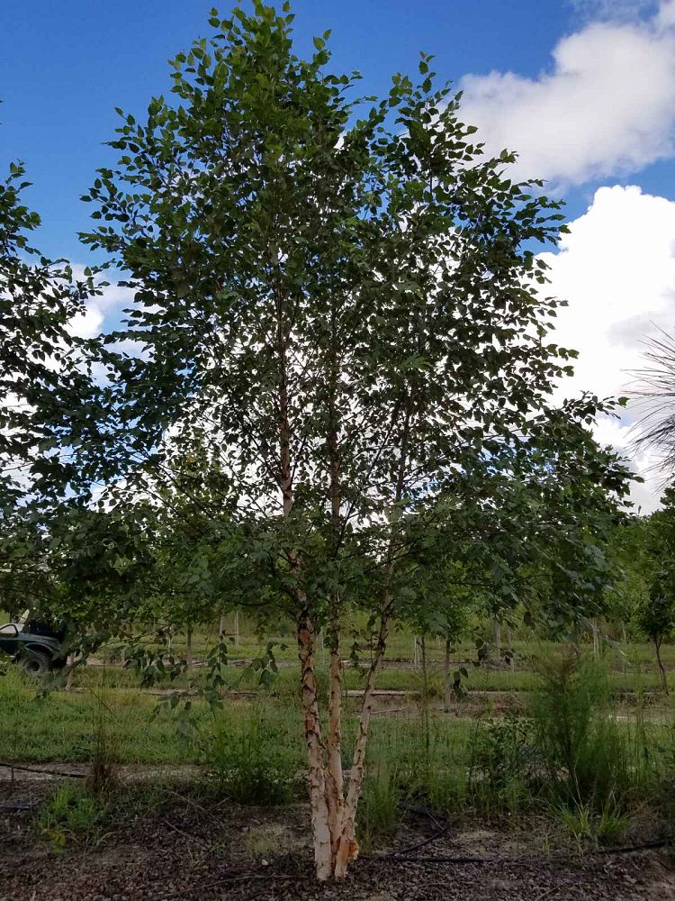 betula-nigra-bnmtf-riverbirch-dura-heat