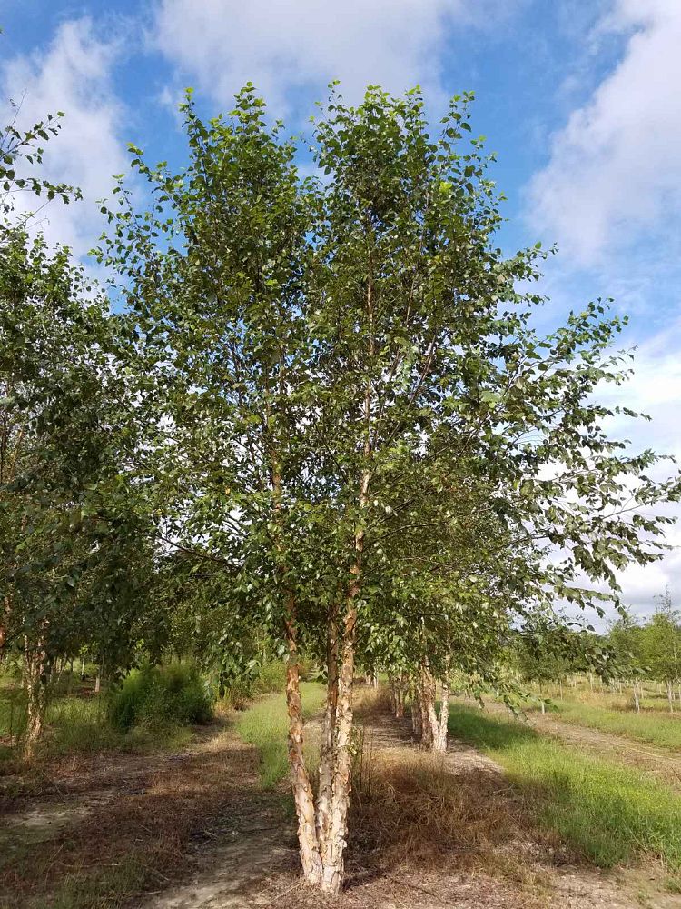 betula-nigra-bnmtf-riverbirch-dura-heat
