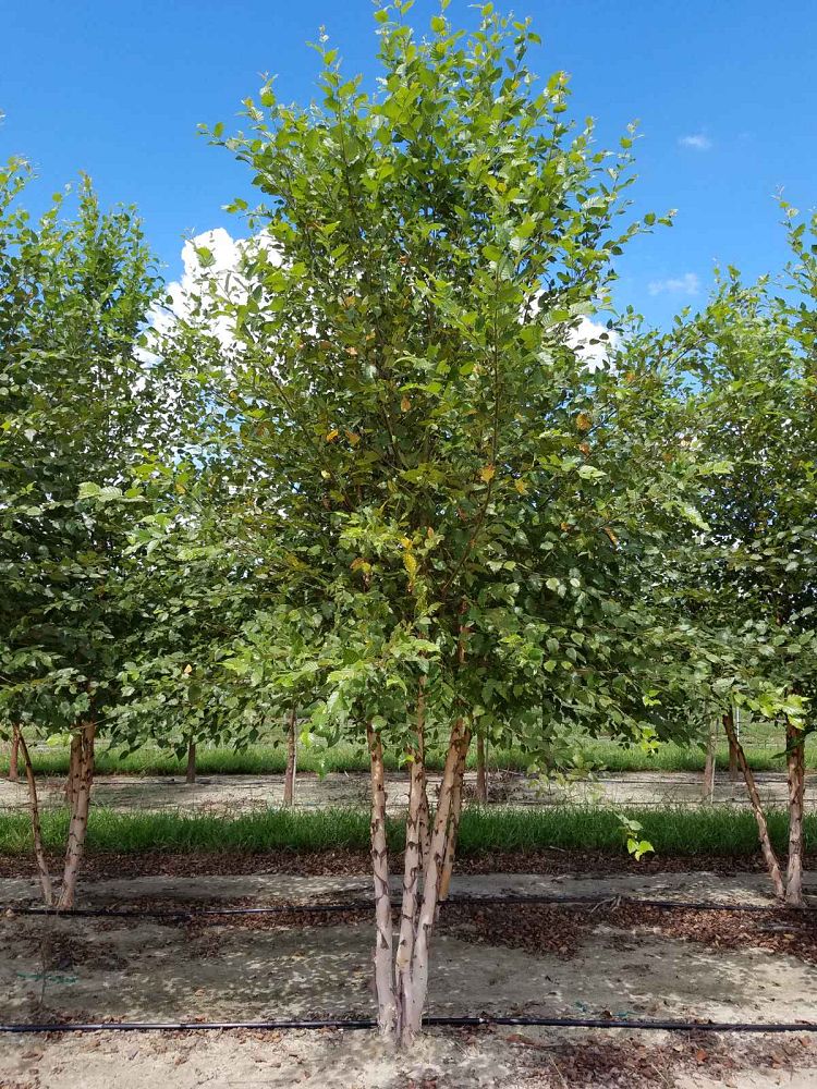 betula-nigra-bnmtf-riverbirch-dura-heat