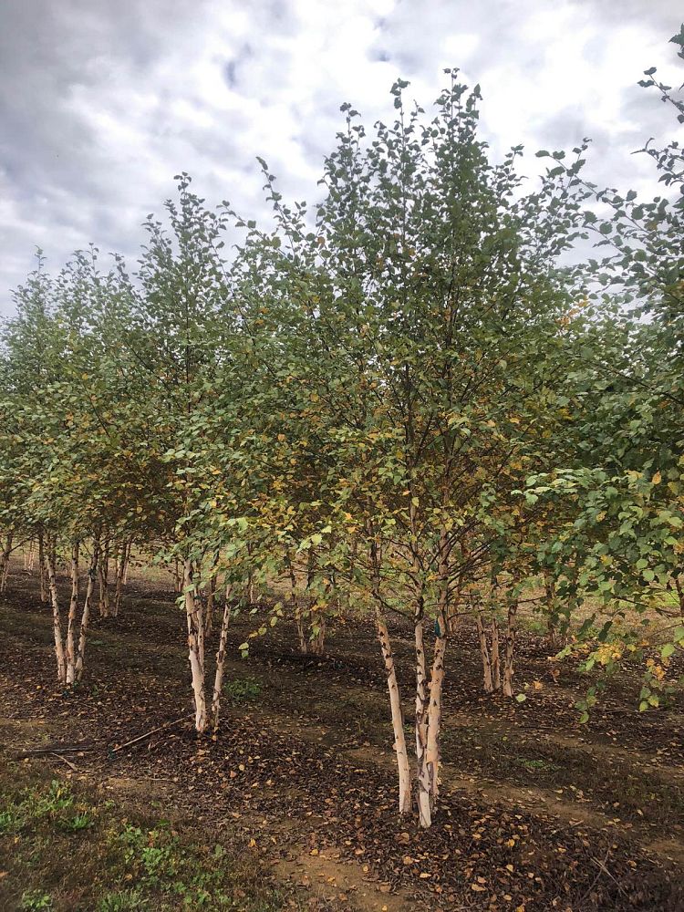 betula-nigra-bnmtf-riverbirch-dura-heat