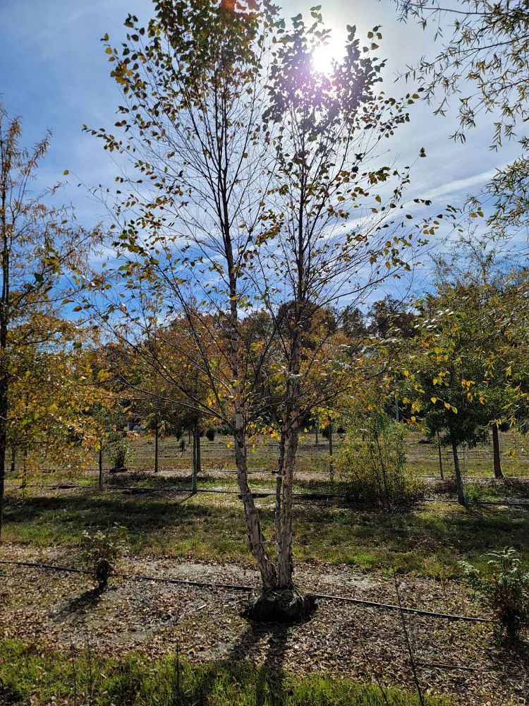 betula-nigra-bnmtf-riverbirch-dura-heat