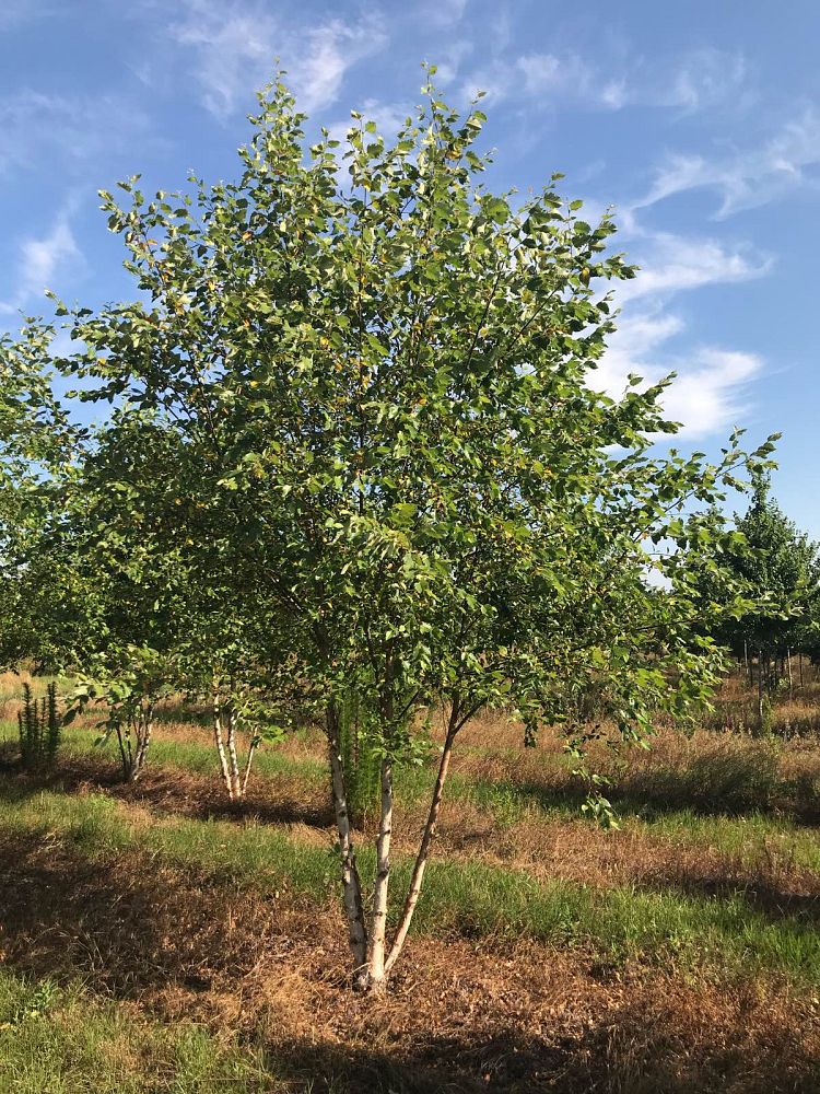 betula-nigra-bnmtf-riverbirch-dura-heat