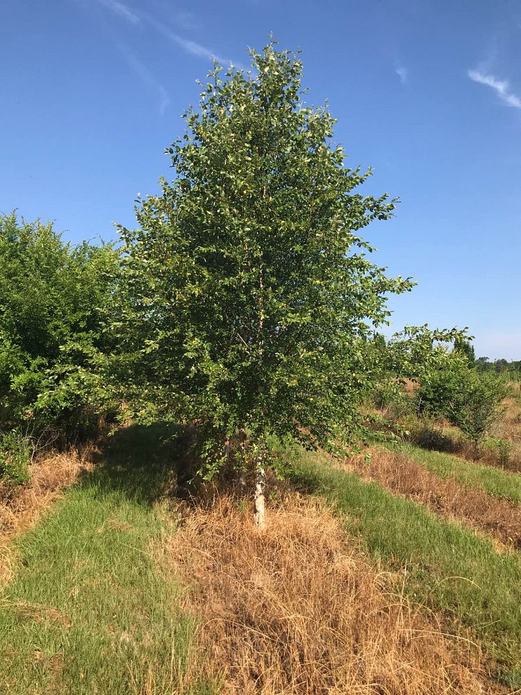 betula-nigra-bnmtf-riverbirch-dura-heat