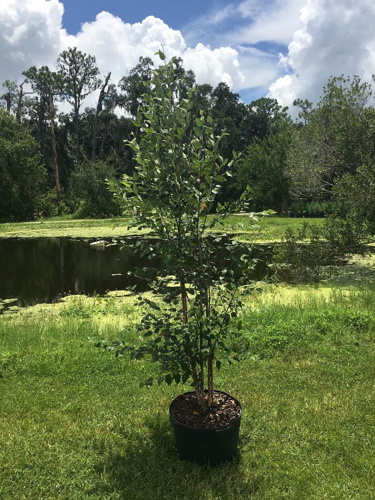 betula-nigra-bnmtf-riverbirch-dura-heat
