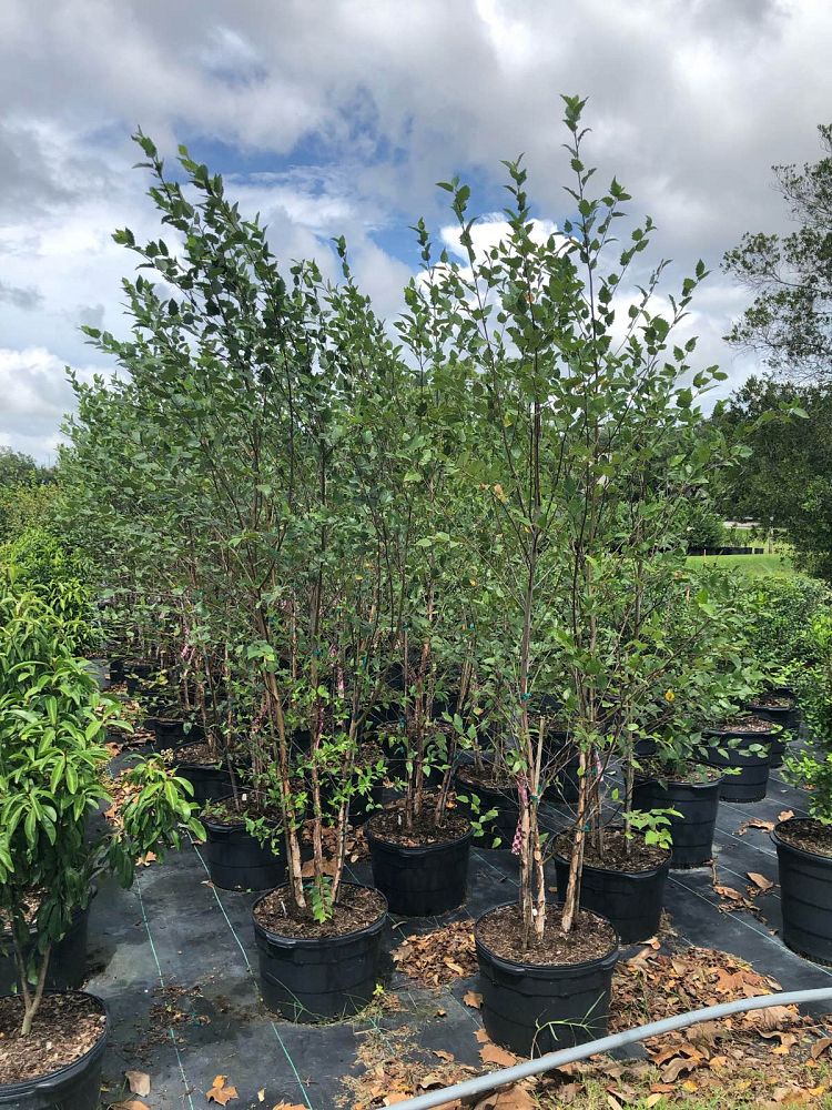 betula-nigra-bnmtf-riverbirch-dura-heat
