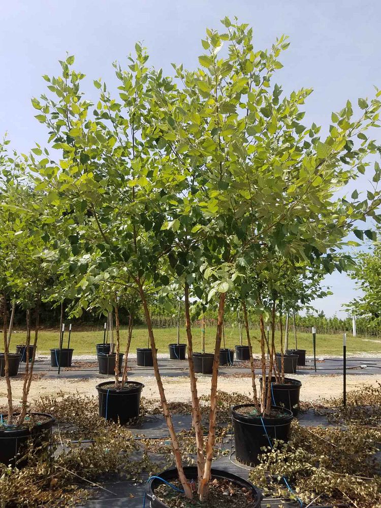 betula-nigra-bnmtf-riverbirch-dura-heat