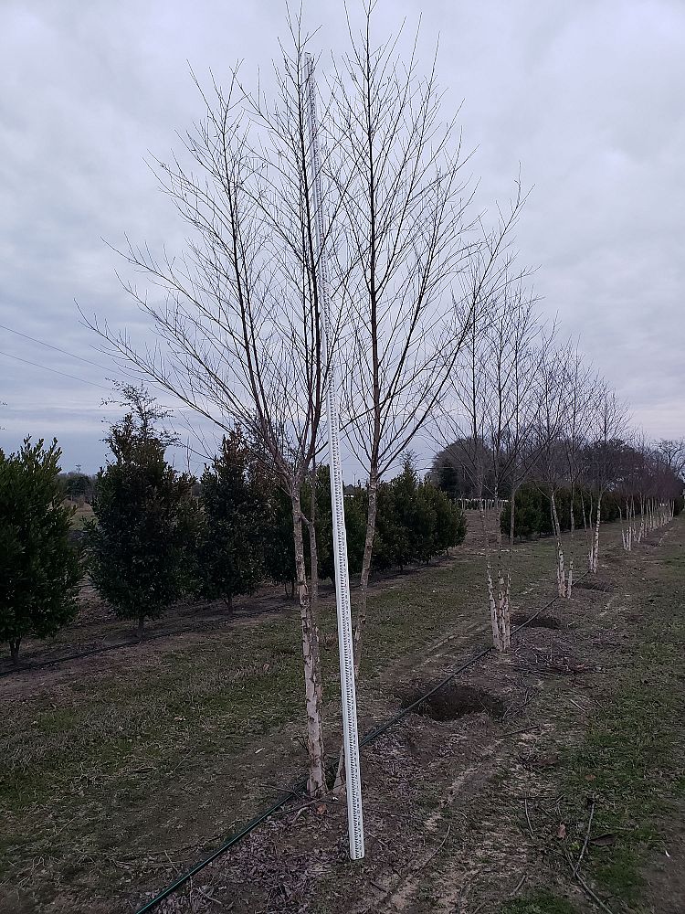 betula-nigra-bnmtf-riverbirch-dura-heat
