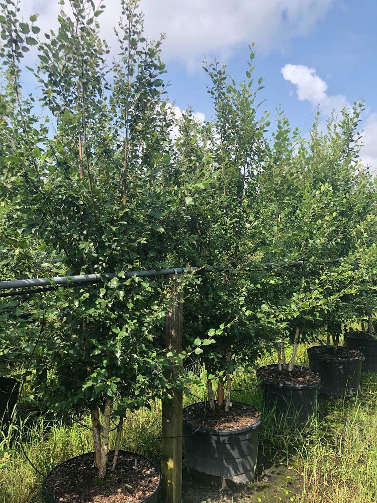 betula-nigra-bnmtf-riverbirch-dura-heat