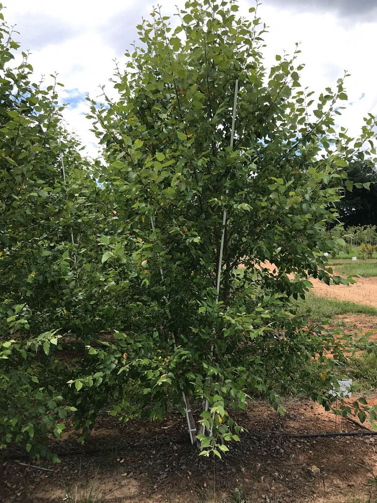 betula-nigra-bnmtf-riverbirch-dura-heat
