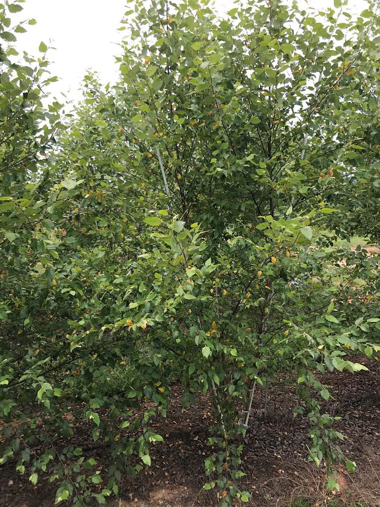 betula-nigra-bnmtf-riverbirch-dura-heat
