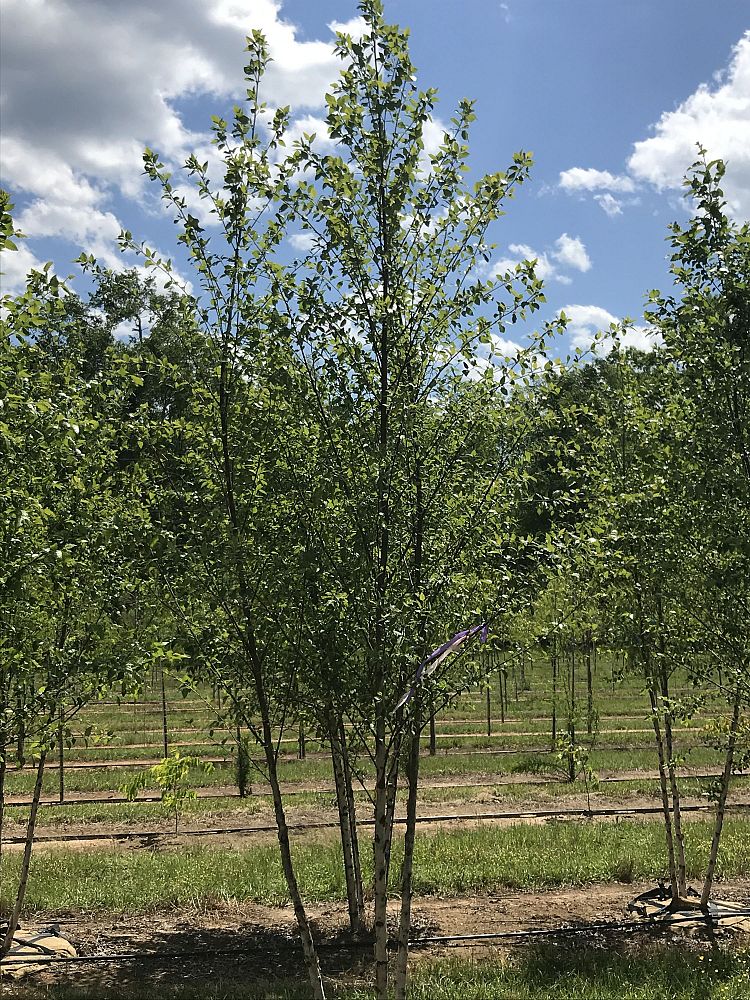betula-nigra-bnmtf-riverbirch-dura-heat