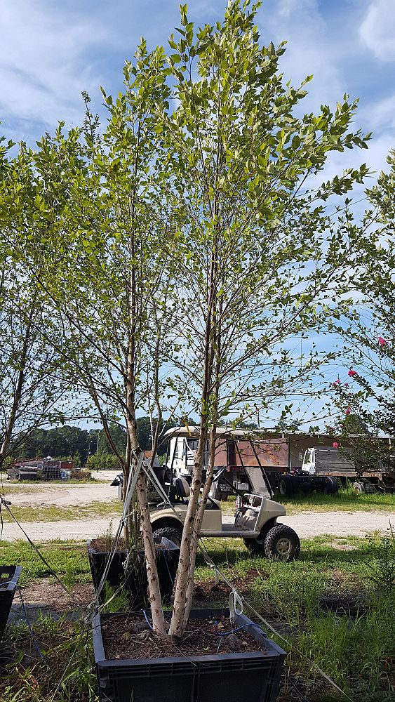 betula-nigra-bnmtf-riverbirch-dura-heat
