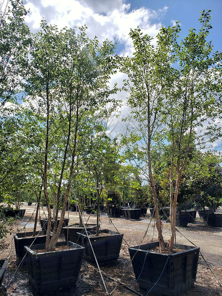 betula-nigra-bnmtf-riverbirch-dura-heat