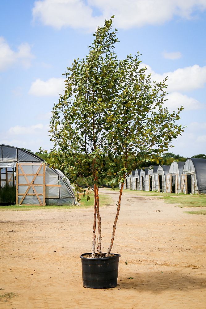 betula-nigra-bnmtf-riverbirch-dura-heat