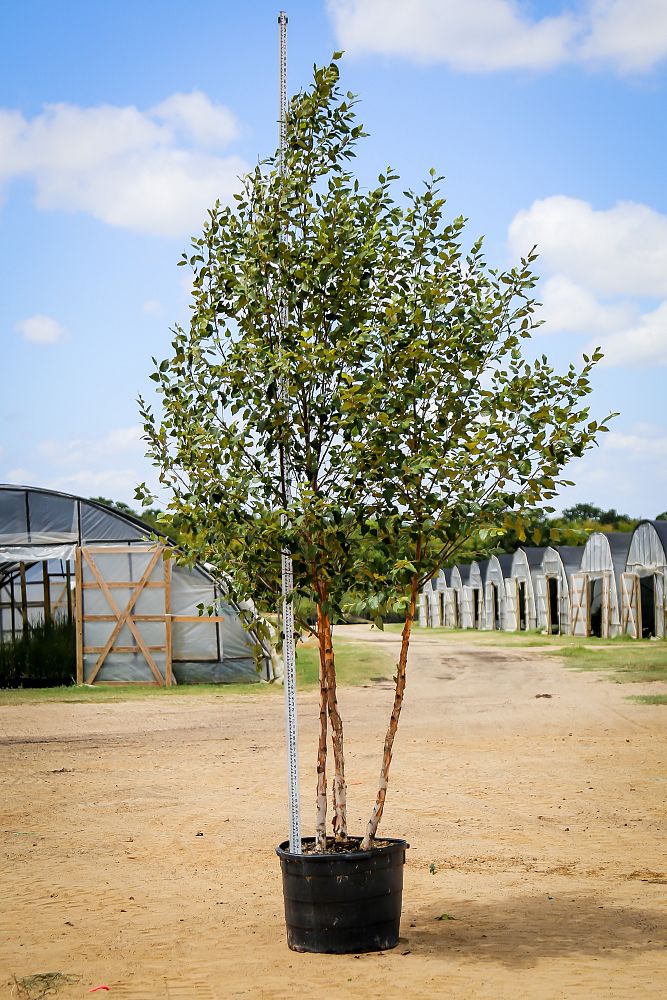 betula-nigra-bnmtf-riverbirch-dura-heat