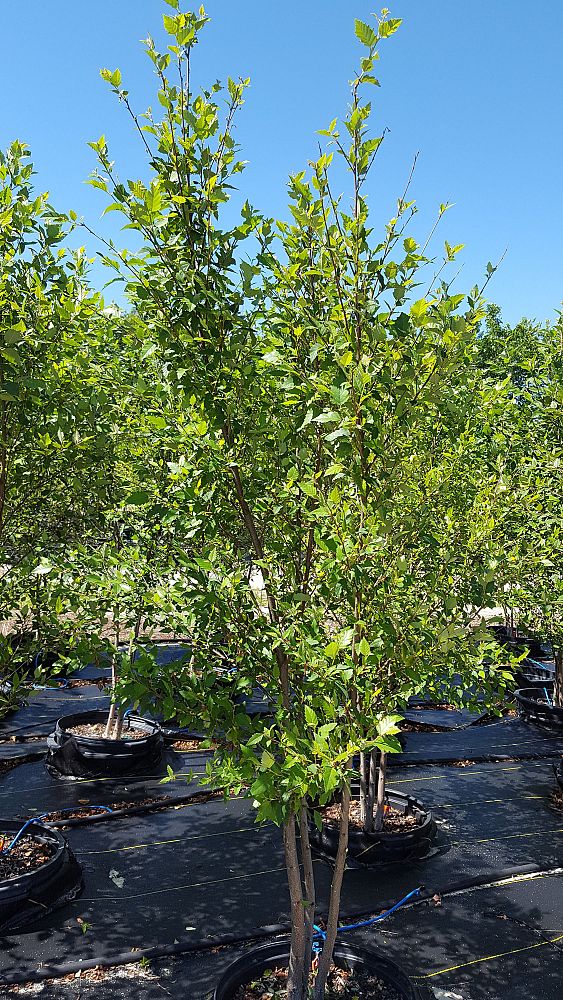betula-nigra-bnmtf-riverbirch-dura-heat