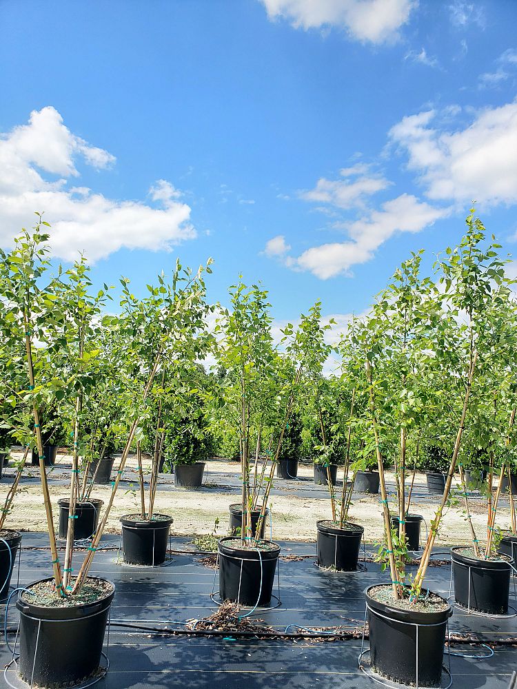 betula-nigra-bnmtf-riverbirch-dura-heat