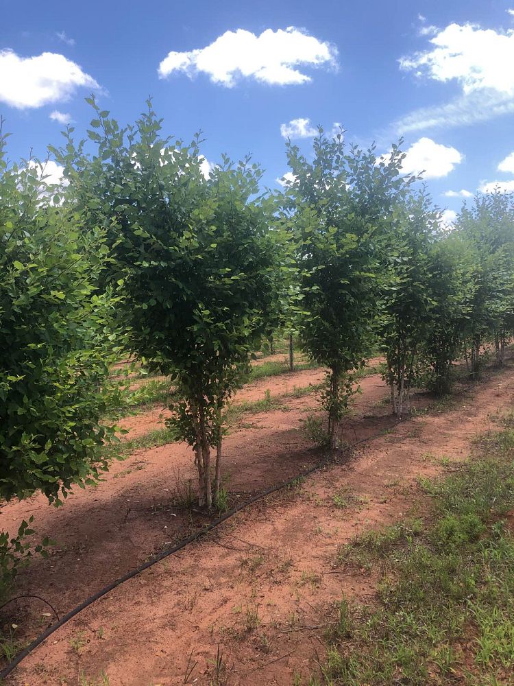 betula-nigra-bnmtf-riverbirch-dura-heat