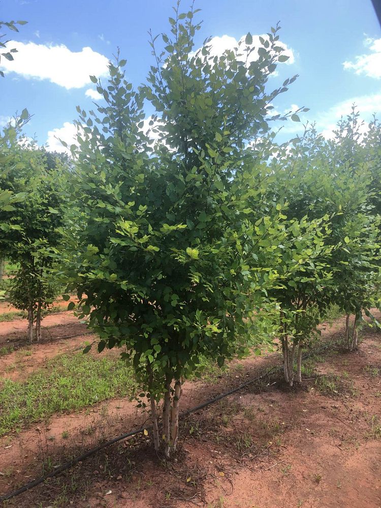 betula-nigra-bnmtf-riverbirch-dura-heat