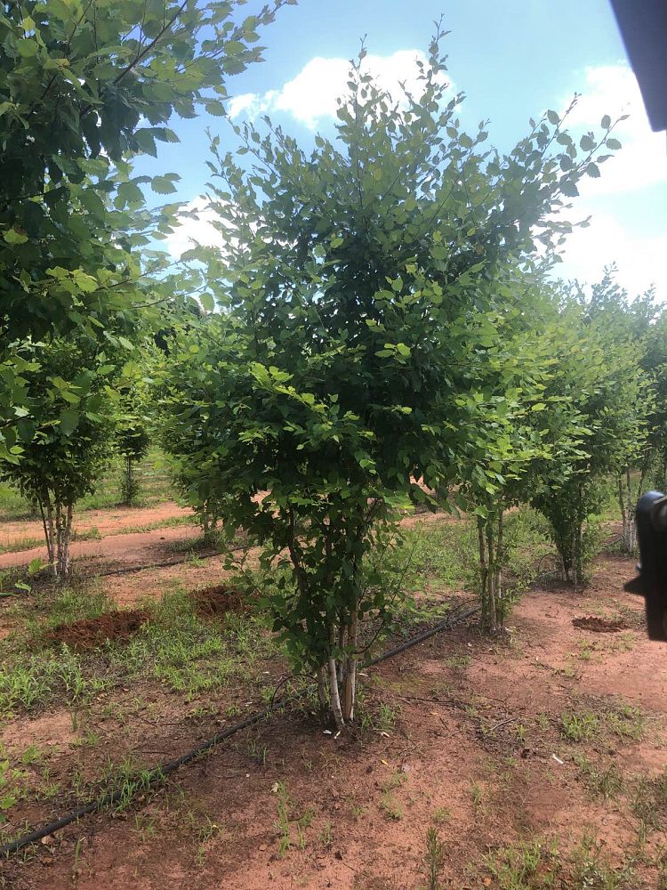 betula-nigra-bnmtf-riverbirch-dura-heat