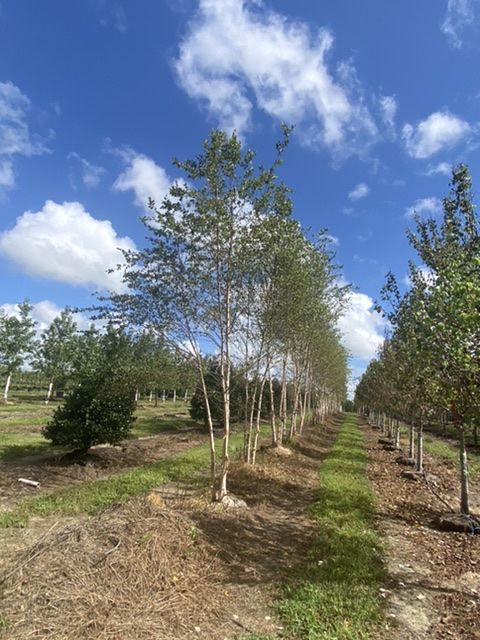 betula-nigra-bnmtf-riverbirch-dura-heat