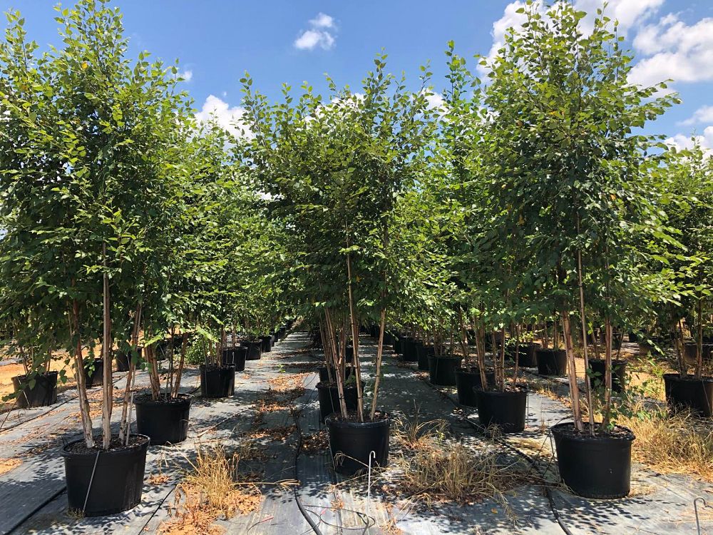 betula-nigra-bnmtf-riverbirch-dura-heat