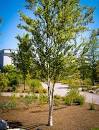 betula-nigra-bnmtf-riverbirch-dura-heat