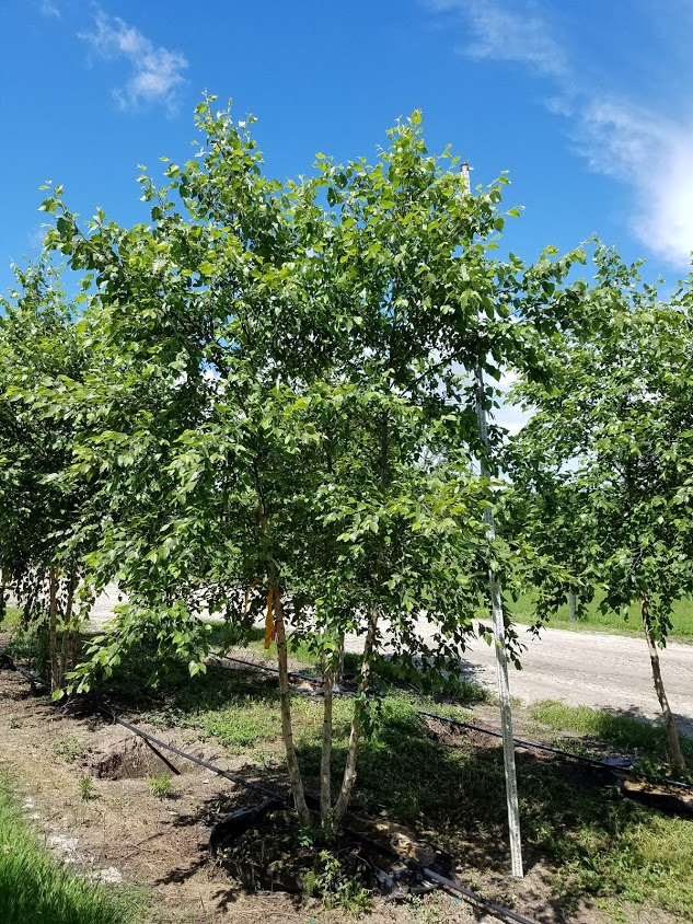 betula-nigra-bnmtf-riverbirch-dura-heat