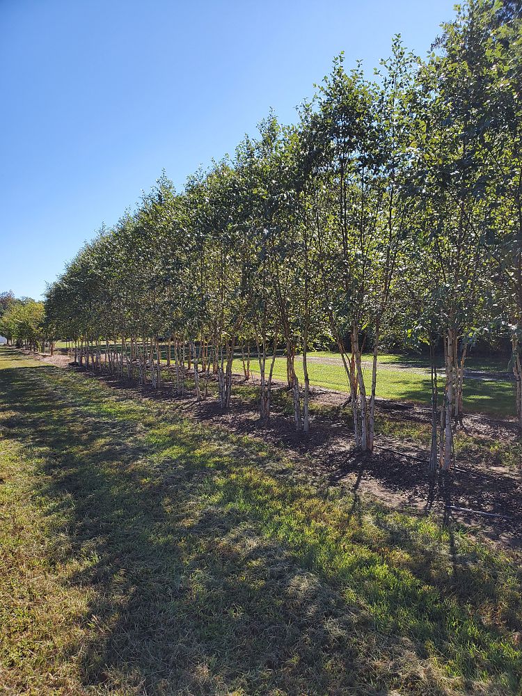 betula-nigra-bnmtf-riverbirch-dura-heat
