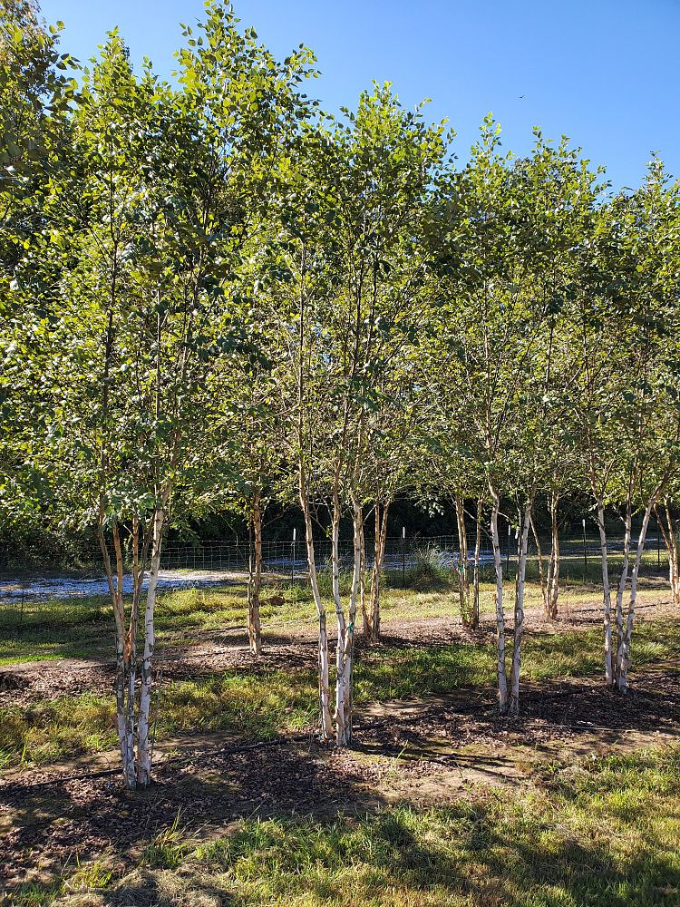 betula-nigra-bnmtf-riverbirch-dura-heat