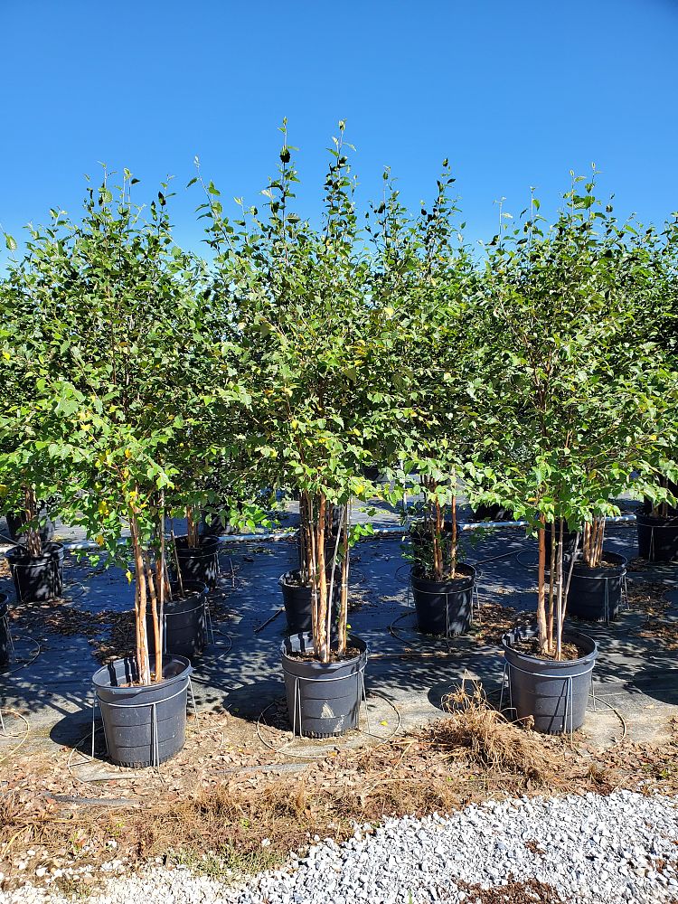 betula-nigra-bnmtf-riverbirch-dura-heat